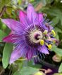 Purple passionflower