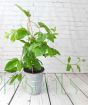 Passionfruit plant early July