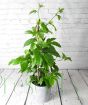 Passionfruit September 2025