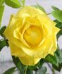Golden Wedding Bush Rose