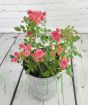 Birthday rose in summer