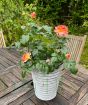 Patio Rose              