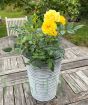 Golden Wedding yellow rose July 2025
