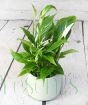 Peace Lily               