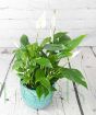 Peace lily