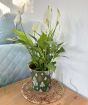 Peace Lily