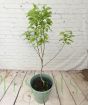 Pear Tree 2025