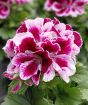 Pink Pelargonium