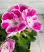 Pink Pelargonium