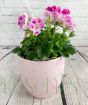 Pink Pelargonium