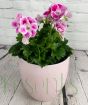 Pelargonium grandiflorum