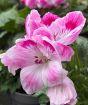 Pink Pelargonium