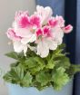 Pink Pelargonium