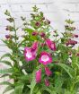 Penstemon Flowers 2024 Pinky Purple