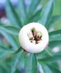 Peony bud