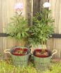 Pair of Peonies