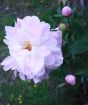 Pair of Peonies