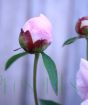Pink Peony bud