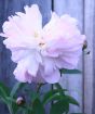 Pair of Peonies