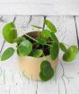 Peperomia plant