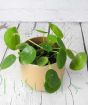 Peperomia in gold pot