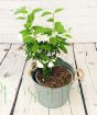 Dwarf Mock Orange