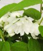 Mock Orange Flowers