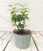 Philadelphus Snowbelle