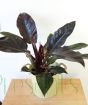 Philodendron