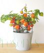 Chinese Lantern Plant