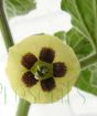 Cape gooseberry flower