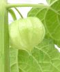 Cape gooseberry fruit