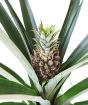 Pineapple fruit growing on plant