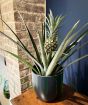 Pineapple Plant in fruit