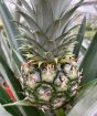 Yummy ripening pineapple