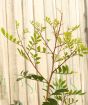 Pistachio tree branches