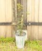 Pistachio tree in metal pail