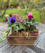 Autumn Planter from Plants4Presents
