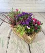 Autumn Planter with aster, heather etc