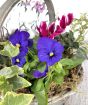 Close up flowers
