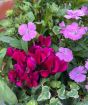 Barrel Planter           