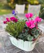 Plants4Presents Planter 2025