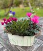 Large Cream Planter