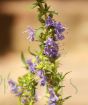 Edible Flower Planter       