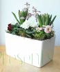Stylish Latina Planter                 