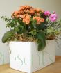 Stylish Latina Planter                 