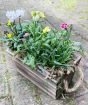 Spring Planter