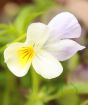 Edible Flower Planter       