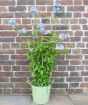 Blue Plumbago                 