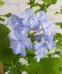 Summer Plumbago Sky Blue Flowers